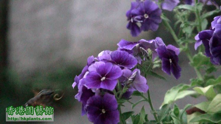 2011年3月中国蜂鸟一直围绕这棵福禄考，每朵花都吸一吸，有2-3分钟之久2 .jpg.jpg