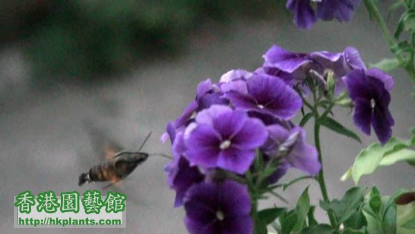 2011年3月中国蜂鸟一直围绕这棵福禄考，每朵花都吸一吸，有2-3分钟之久。 .jpg.jpg