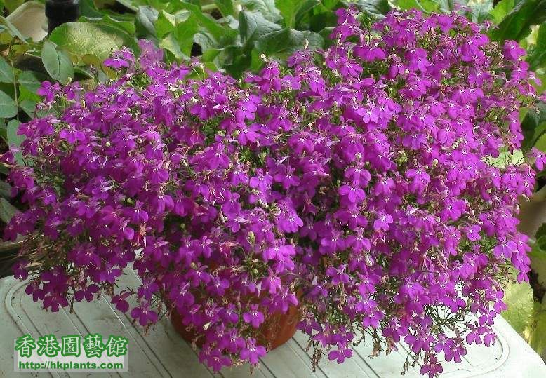 2011年6月六倍利-维埃拉-紫红色，第一次把花种成这样…… .jpg