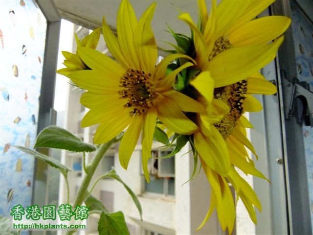 sunflower 007 (Small).jpg