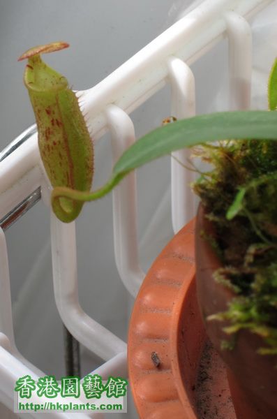 nepenthes burbidgeae 結籠了