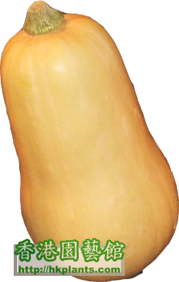 Butternut.png