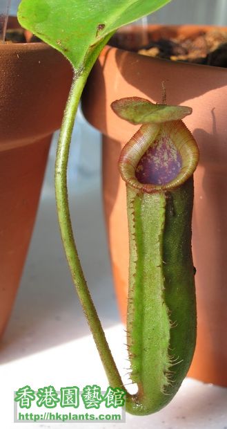 N.lowii x truncata-wide peristome (2).JPG