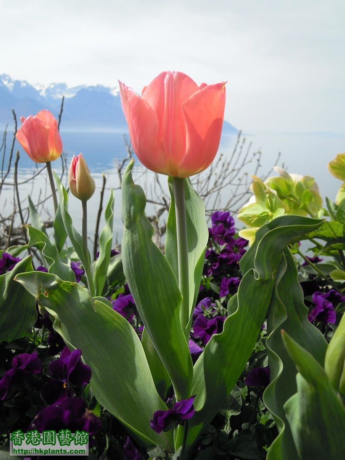 switzerland flower 3.jpg