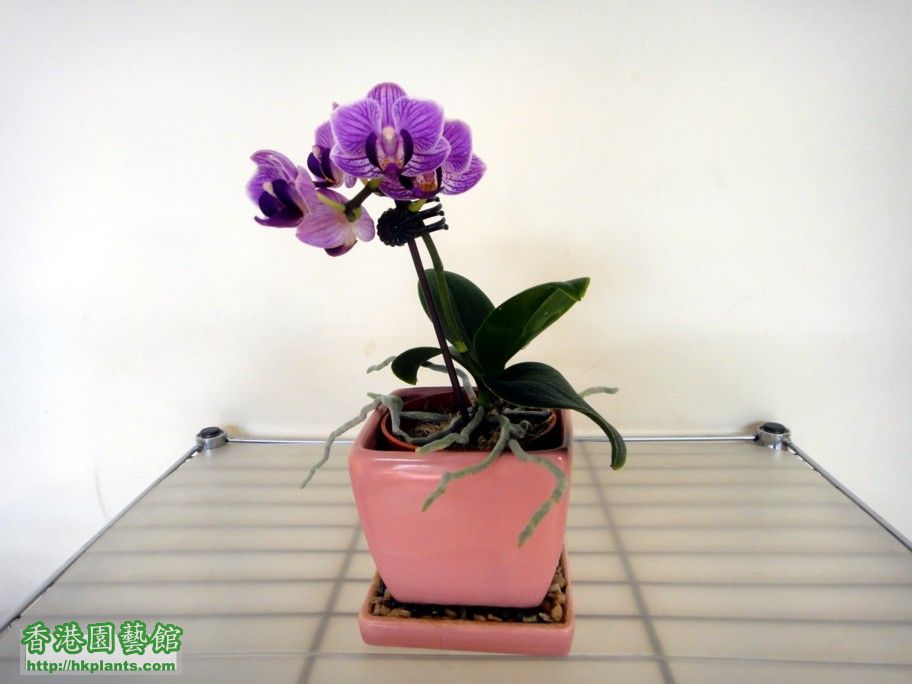 Phal. Hybrid 3-b.jpg