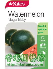 watermelon-sugar-baby.jpg