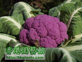 紫色椰菜花