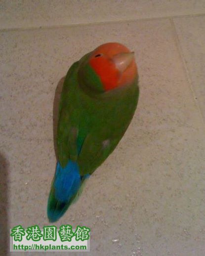 my fd lovebird 2.jpg