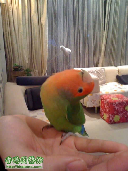 my fd lovebird 4.jpg