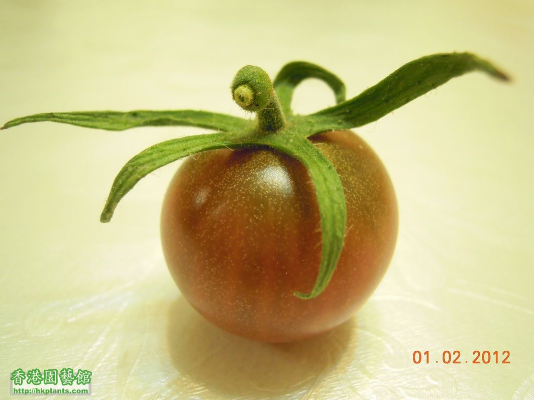 cherry tomato9.jpg