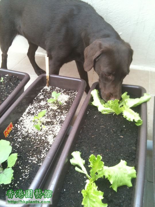 小狗都學下種菜