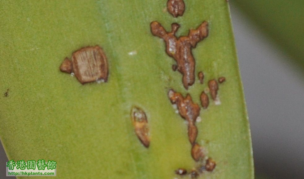 小型加多利葉底出現的核突野