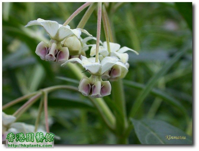 Asclepias_fruticosa-1.jpg