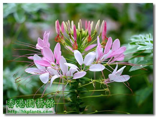 Cleome_spinosa_flowers_01.jpg