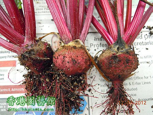 beet root3.jpg