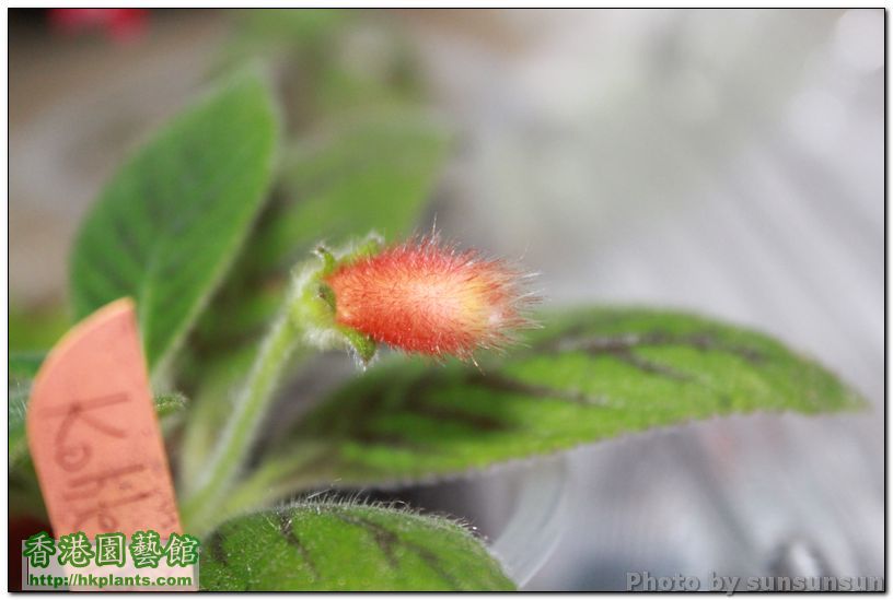 Kohleria 'Peridot's Kitlope