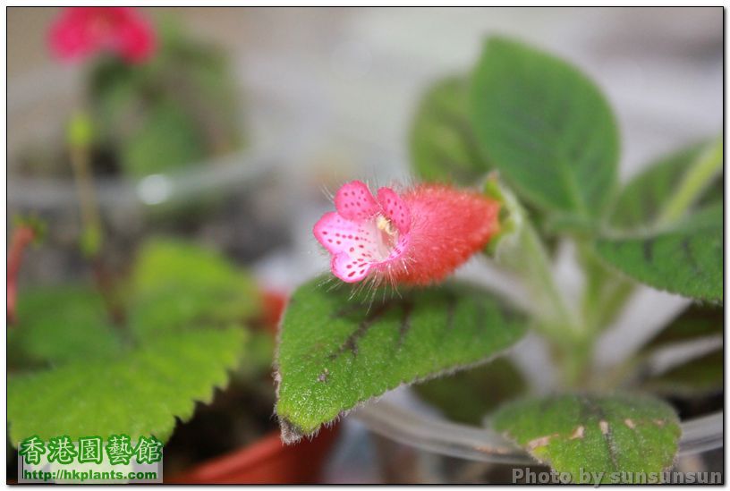 Kohleria 'Peridot's Kitlope