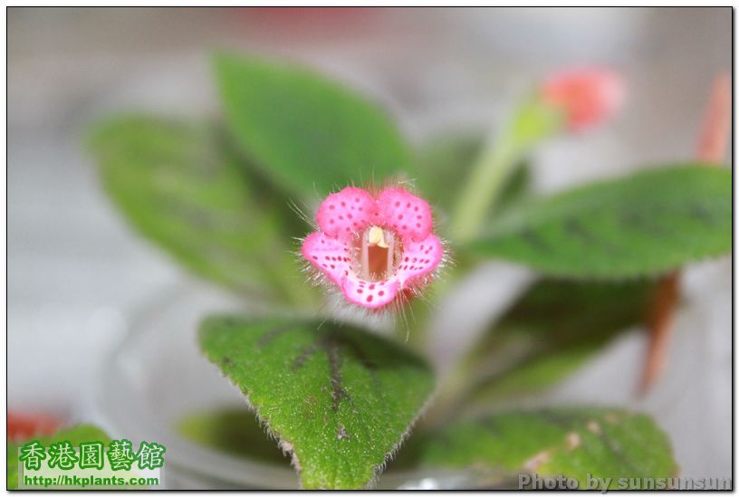 Kohleria 'Peridot's Kitlope