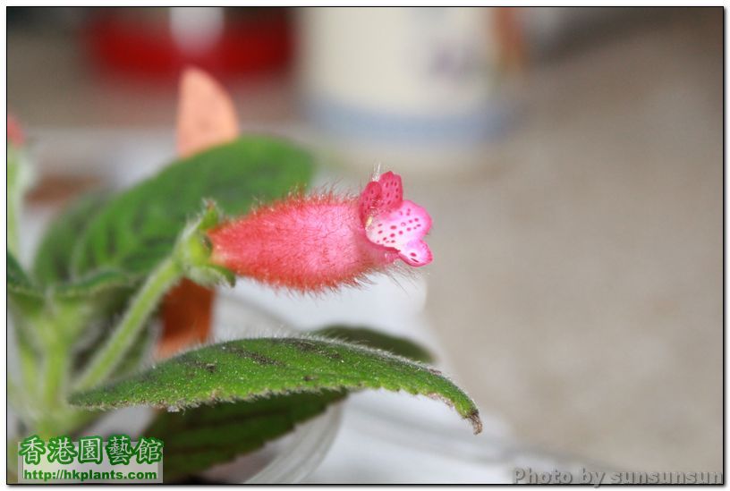 Kohleria 'Peridot's Kitlope