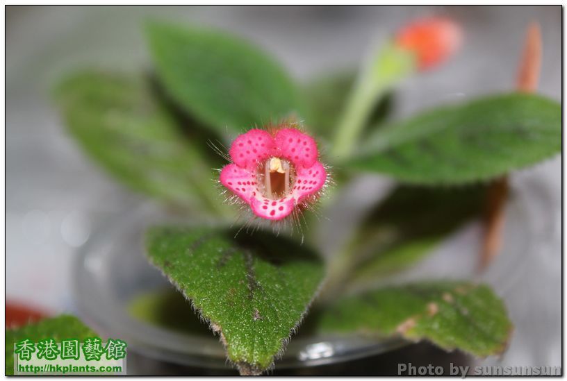 Kohleria 'Peridot's Kitlope