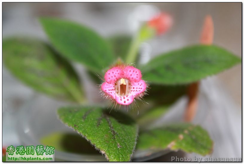 Kohleria 'Peridot's Kitlope