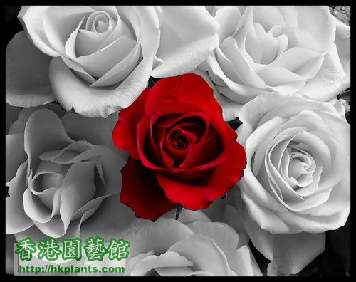 Red_Rose_by_Leysh14.jpg