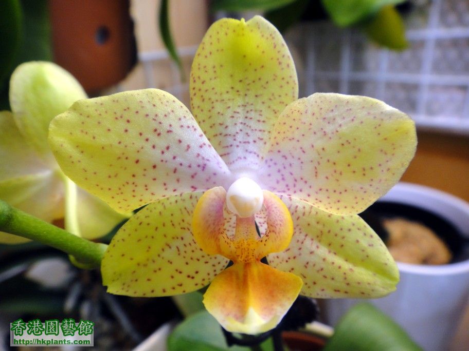 Phal. Hybrid 4-a.jpg