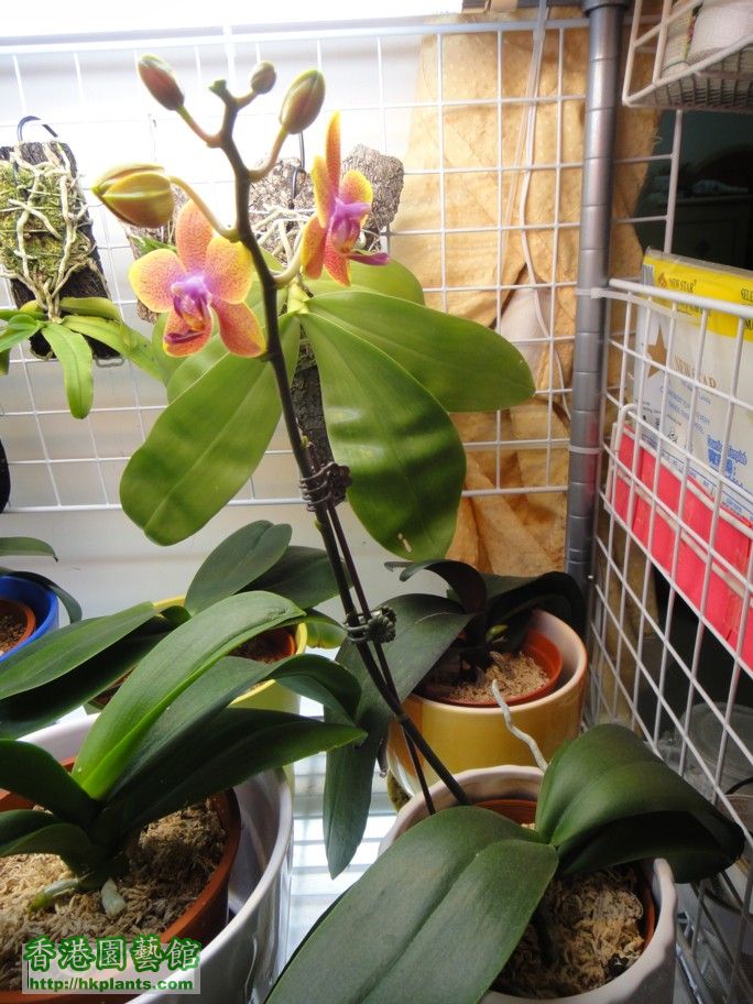 Phal. Hybrid 5-b.jpg