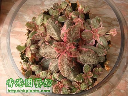 Episcia Pink Smoke.jpg