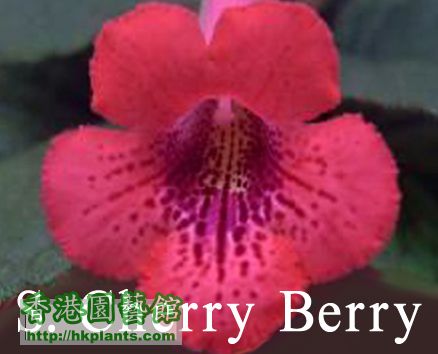 S. Cherry Berry.JPG