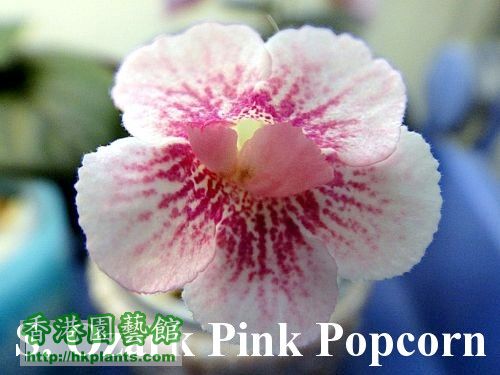 S. Ozark Pink Popcorn.jpg