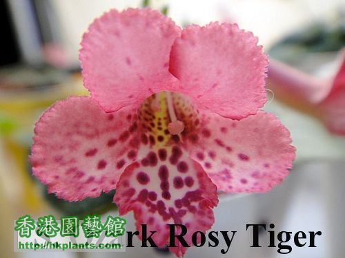 S. Ozark Rosy Tiger.jpg