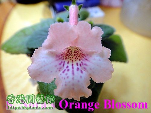 S. Nora\'s Orange Blossom .jpg