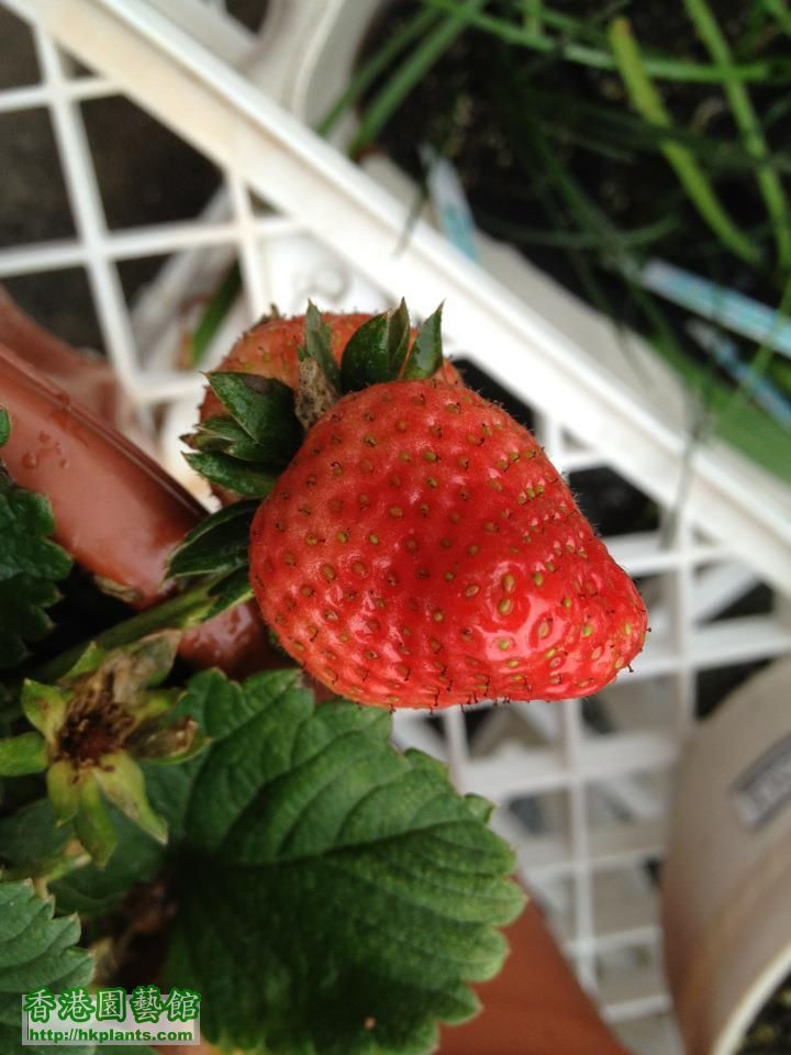 strawberry3.jpg