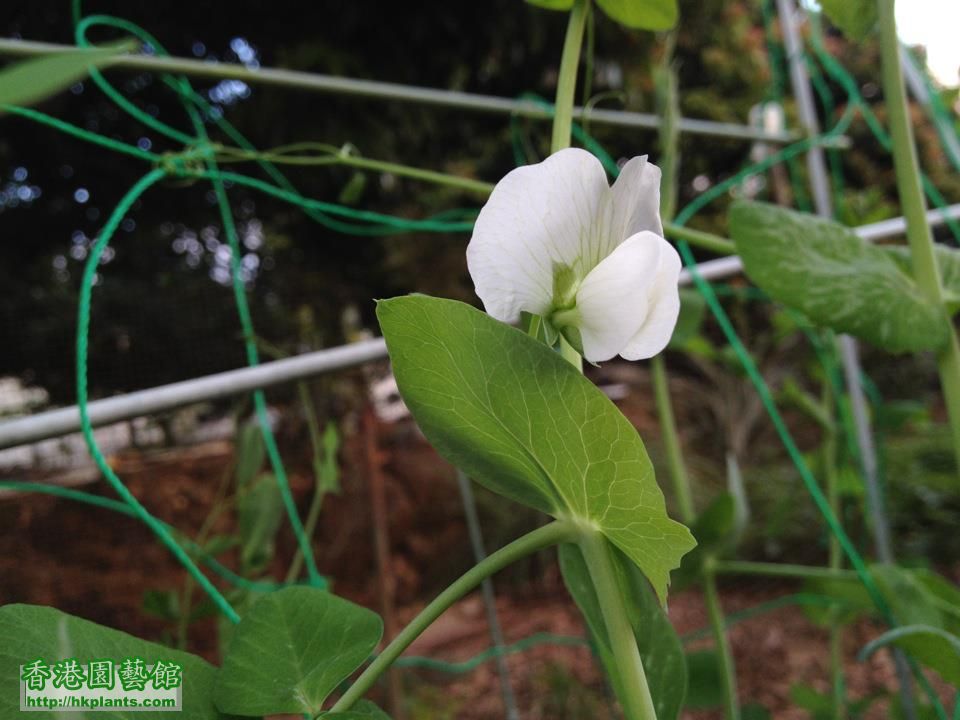 花豆.jpg