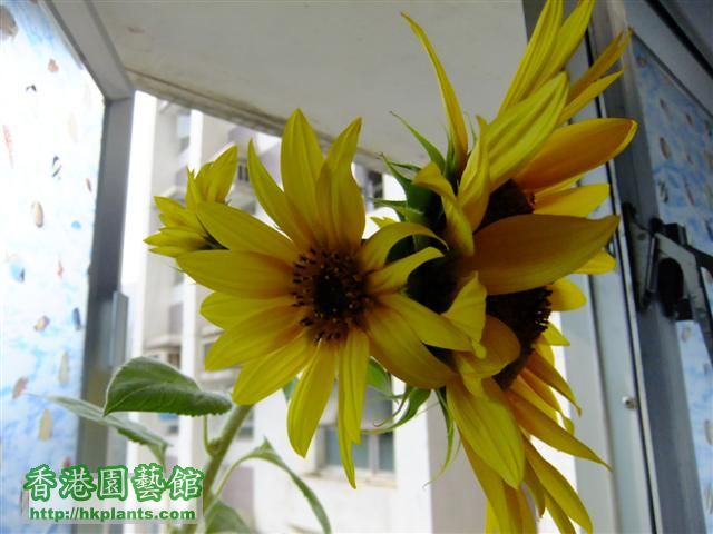 sunflower 006 (Small).jpg
