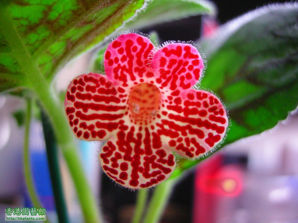 Kohleria 'Clytie'