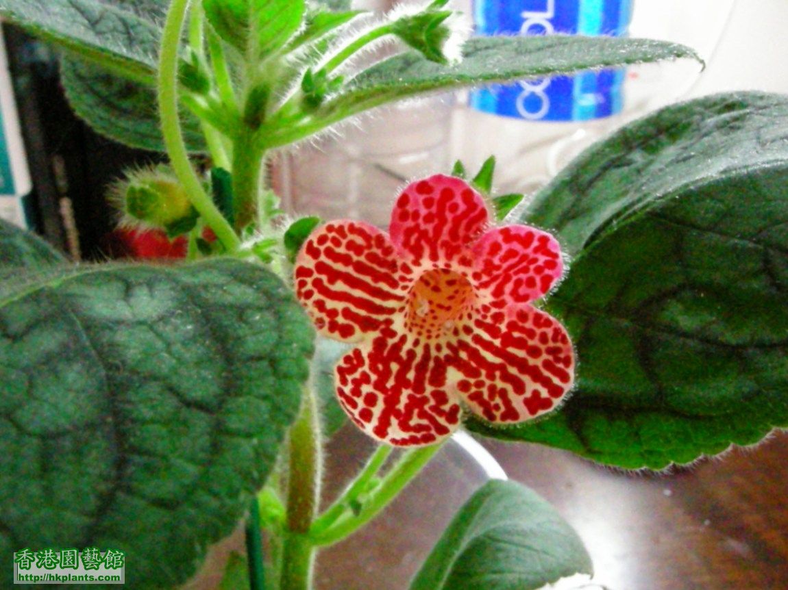 Kohleria 'Clytie'