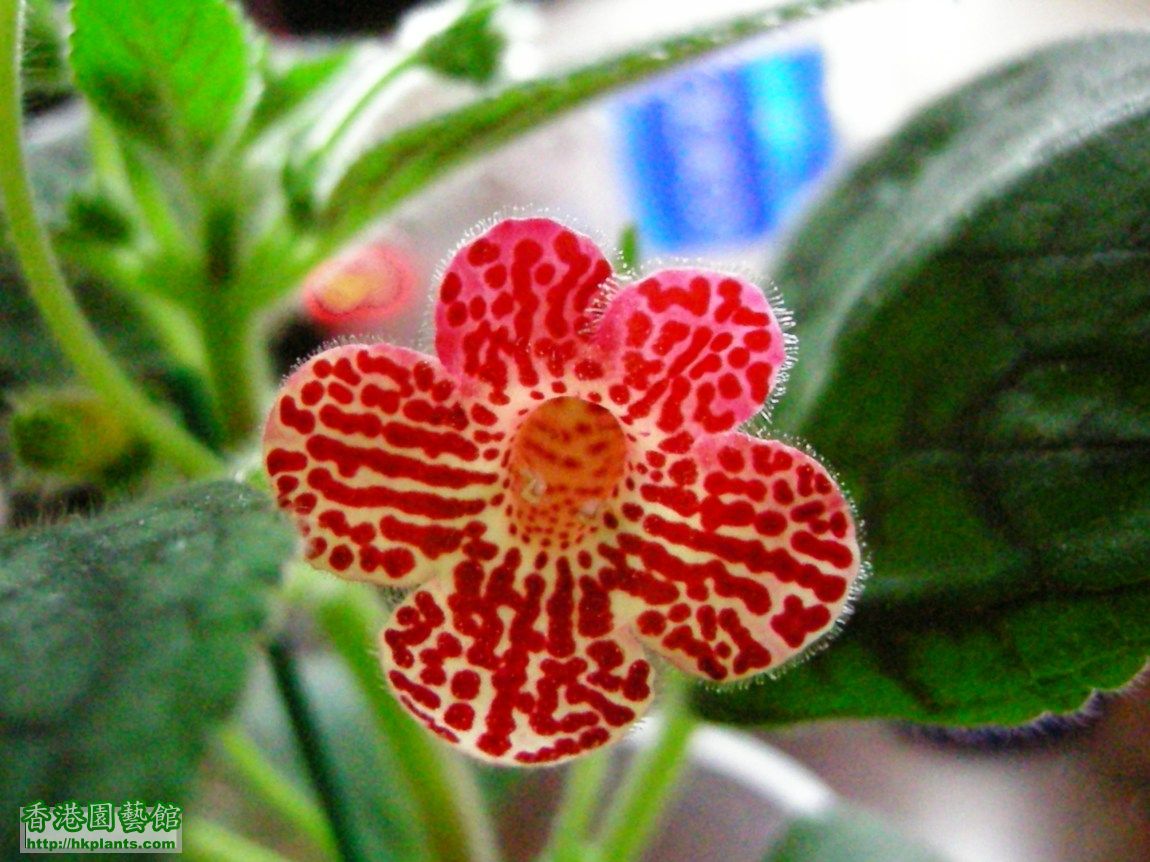 Kohleria 'Clytie'