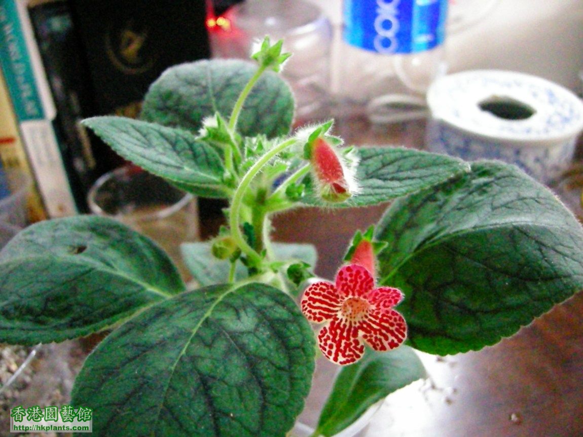 Kohleria 'Clytie'