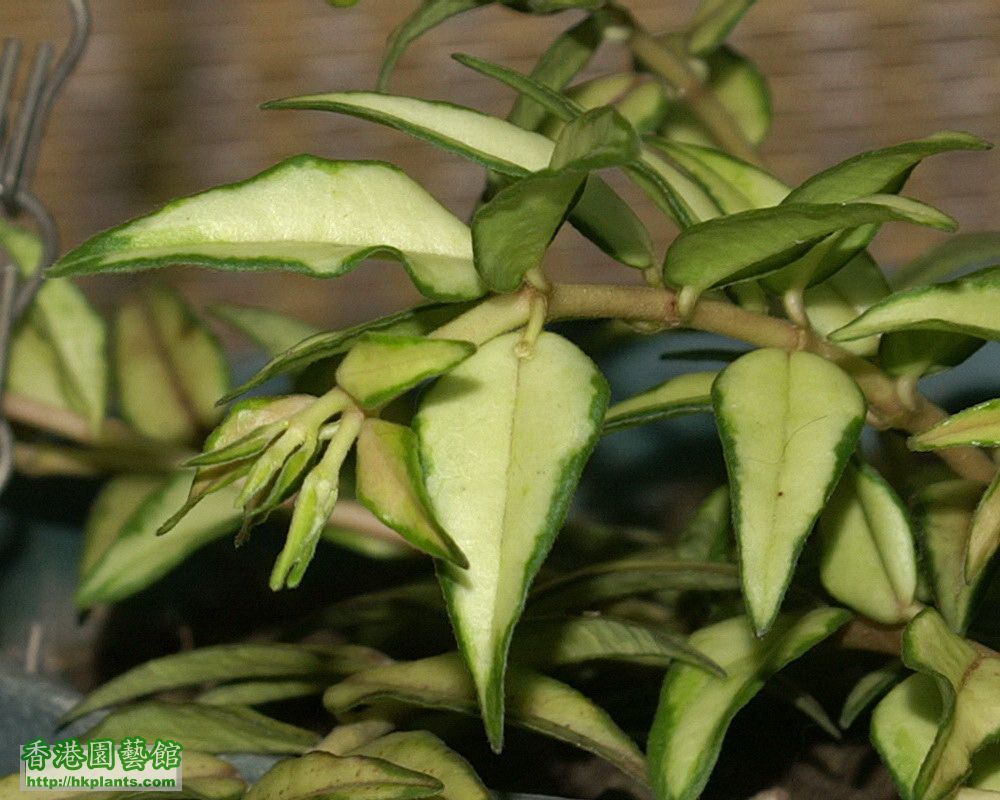 2012-03-31-26-Hoya bella variegata.jpg