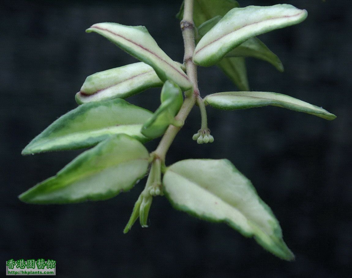 2012-04-04-22-Hoya bella variegata.jpg