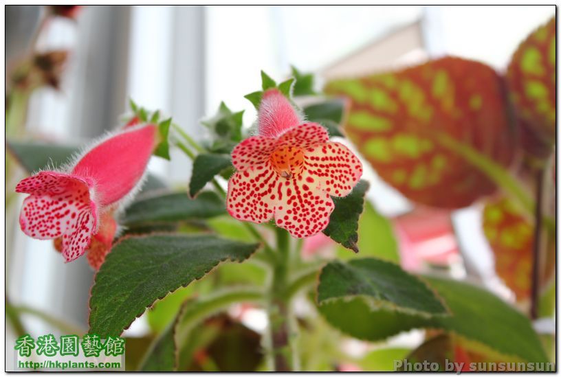 Kohleria 'Manchu'