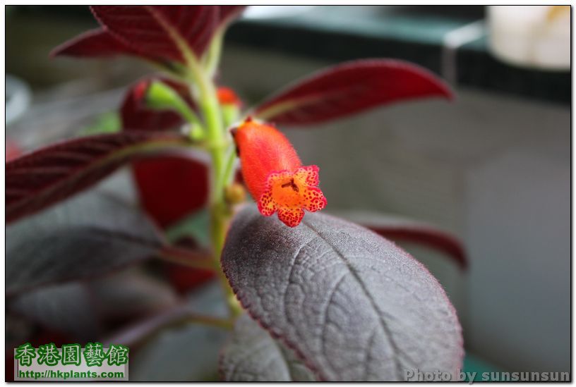 Kohleria 'Tropical Night'