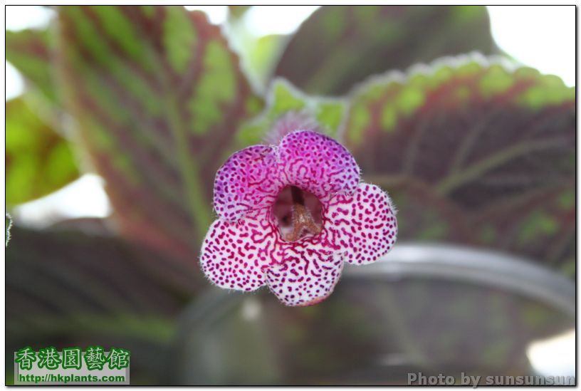 Kohleria 'Ampallang'