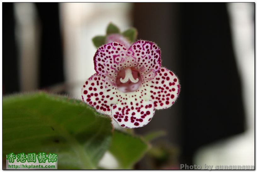 Kohleria 'HCY's Venus'