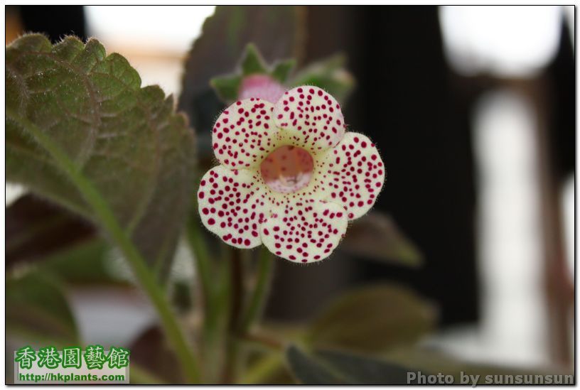 Kohleria 'HCY's Jardin de Monet'