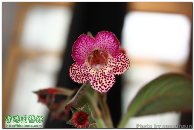 Kohleria Pele