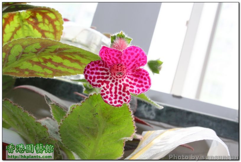 Kohleria 'Jester'