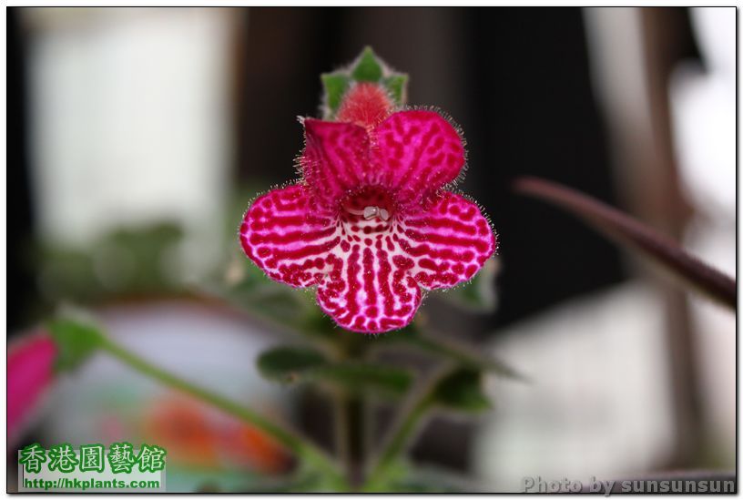 Kohleria 'Jester'